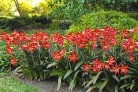 Amaryllis Or Isn T It Neil Sperry S Gardens In 2020 Amaryllis Plant Amaryllis Amaryllis Care