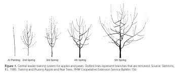 • central leader and modified central leader pruning styles are used to maximize fruit production and fruit quality for all fruit trees except those in the genus prunus. Traing And Pruning Of Fruits Crops