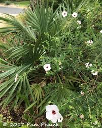 Image result for Pavonia rogersii