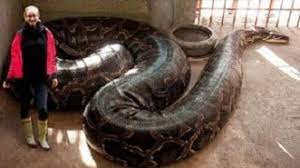 Pin By Deborah Weaver On Giant Anaconda World S Largest Snake Snake Long Snake