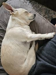 Image result for chihuahua big obesity
