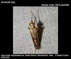 Image result for Euclasta