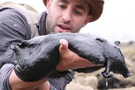 Sợ hãi nhìn sinh vật ngoài hành tinh "bùi nhùi" bò trườn trên bờ biển