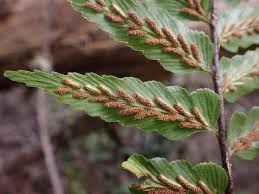 Image result for Asplenium elliottii