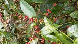 Image result for Coffea canephora