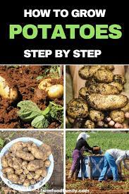 Don T Know How To Grow Potatoes Check Out This Article To Know How To Grow Potatoes Successfully Planting Growing Potatoes Potato Gardening Planting Potatoes