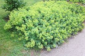 Die pflanze hilft bei allerlei frauenleiden, wie zum beispiel bei. Frauenmantel Blutenstaude Mit Wildblumencharakter Native Plants Gartenblog