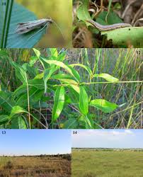 Image result for Euclasta