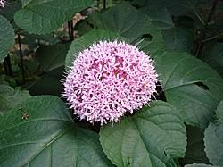Image result for Clerodendrum buchneri