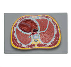 The coeliac trunk is the second branch of the abdominal aorta (the first branches are the paired inferior phrenic arteries). Anatomy Of The Human Trunk Archives Altay Scientific