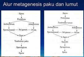 Berbagai bentuk metagenesis pada bryophyta sebagai berikut. Penjelasan Metagenesis Lumut Lengkap Beserta Gambar