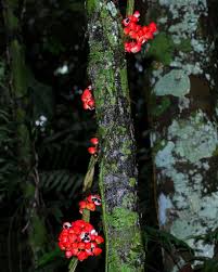 Image result for Paullinia