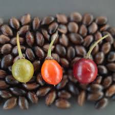 Image result for Manilkara koechlinii