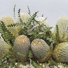 Your one stop shop for floral supplies, where you will find the largest selection and inventory at wholesale prices. Banksia Speciosa 60cm Wholesale Dutch Flowers Florist Supplies Uk
