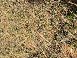 Image result for Enteropogon