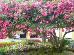 Check spelling or type a new query. Planter Un Laurier Rose En Pleine Terre