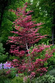 Tri Color Beech For Summer Color And Winter Bark Shade Trees Winter Plants Dream Garden