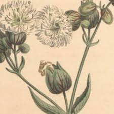 Image result for Silene abyssinica