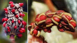 We did not find results for: Magnolia Trees And Shrubs With Their Flowers And Leaves Pictures