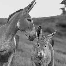 Lait D Anesse Tres Doux Pour La Peau Il Est Ideal Pour Les Soins Des Peaux Sensibles Et Reactives Generalement Associe Au Beurre De Kar In 2020 Horses Animals Goats