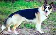 Panda Shepherd Dog Breed Information. Pictures and ...
