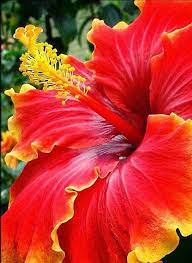 Pin On Flores