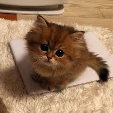 Free kittens to good home. Kittens For Free Dubai Enough Dog Pound Near Me Hours Cutest Kittens Ever Kittens Cutest Cats And Kittens