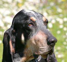 Image result for malý modrý gaskoňský honič