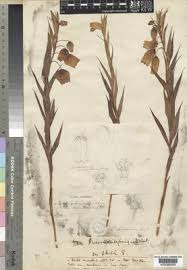 Image result for Haumaniastrum coriaceum