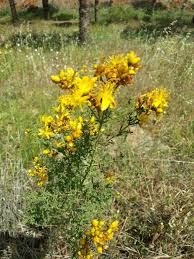 Sari Kantaron Hypericum Perforatum Binbirdelik Otu Kanotu Kilicotu Koyunkiran Mayasil Otu Yaraotu Bitki Otlar