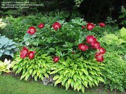 Pin By Andrea Fulmer On Gardening Peonies Garden Plants Paeonia Lactiflora