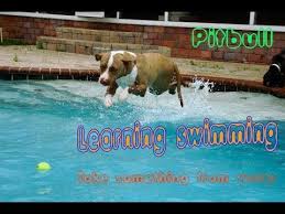 Pitpull Swimming Learn Swimming And Take Something From Water Dog Swimming Swim Lessons Swimming