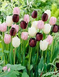 Night In Paris Tulip Mix Tulips Spring Tulips Plant Combinations