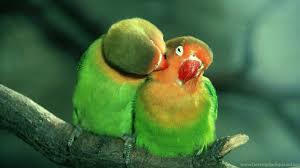 Here are only the best lovebirds wallpapers. Beautiful And Nice Birds Wallpapers Hd Download Free For Android Desktop Background