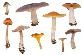 Chart Of Mushrooms Stock Photos Freeimages Com