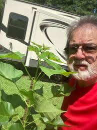 How do I get worms to come to this tree in Louisiana