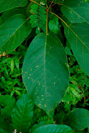 Image result for Ficus exasperata