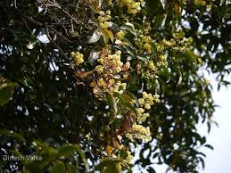 Image result for Beilschmiedia michelsonii