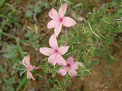 Image result for Barleria megalosiphon