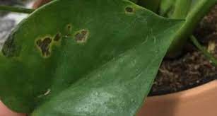 Check spelling or type a new query. 7 Reasons For Black Spots On Monstera How To Fix Them Sprouting Indoors