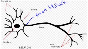 Aug 25, 2020 · neurotransmitters trivia quiz questions! Multiple Choice Questions Mcqs Neurons Hubpages