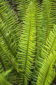 Western Sword Fern Shade Plants Full Shade Plants Ferns Garden