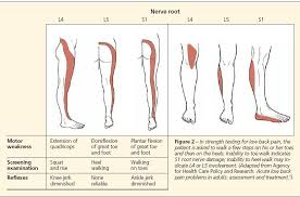 Image result for Low Back Exam