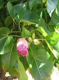 Image result for Thespesia populneoides