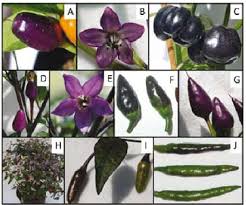 Slow growth, probably because it's cool here even in june. Chili Pepper Plants Accumulating Anthocyanins A B Capsicum Annuum L Download Scientific Diagram