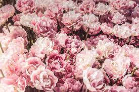 You may find it in colors such as red to pastel pink. 30 Pink Flower Names For A Perfectly Pretty Garden By Kidadl