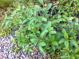 Rotan cacing (nama saintifik calamus melanoloma mart.) merupakan sejenis pokok dalam kategori pokok rotan. Pokok Jolok Cacing Perpustakaan Desa Wang Ulu Perlis Facebook