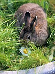 Sketch comedy by alex hanpeter, kyle reinhard, and jude tedmori. How To Keep Rabbits From Eating Your Plants Better Homes Gardens