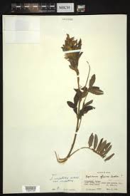Image result for Sophora inhambanensis