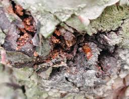 Fruit tree borer (maroga melanostigma) the fruit tree borer has been. Borers New England Tree Fruit Management Guide